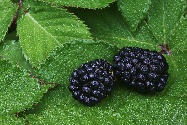 포토 JPG 해외이미지 식물 계절 열매 음식 잎 2 다이어트 과일 재료 자연 디저트 건강 사람없음 초록색 물 정원 검은색 주스 젖음 신선 그룹 달콤 맛 먹기 묘사 오브젝트 유기농 날것 슛 블랙베리 내추럴 숙성 채식주의자 맛있는 해외포토 자연요소 웰빙 음료 컬러 컨셉 모션 생태계 채식 파일형식 이미지허브