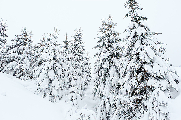 포토 JPG 해외이미지 나무 식물 디자인 계절 벽 백그라운드 크리스마스 겨울 자연 휴가 프레임 사람없음 목재 장식 초록색 우주 디지털 축제 수확 흰색 나뭇가지 인사 소나무 신용카드 눈송이 떨어짐 널 숲 연도 심볼 질감 전나무 내추럴 그런지 넘어짐 스타일 카피스페이스 해외포토 기념일 컬러 컨셉 농업 재료 모션 눈_날씨 금융 공백 예절 생태계 파일형식 이미지허브