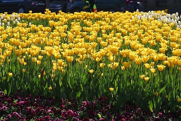 포토 JPG 해외이미지 식물 꽃잎 꽃 분홍색 꽃다발 백그라운드 잎 자연 사랑 사람없음 빨간색 초록색 뷰티 농장 귀여움 봄 튤립 벚꽃 최고 우아함 다발 만족 보따리 우수 해외포토 계절 감정 컬러 컨셉 농업 절기 생태계 파일형식 이미지허브