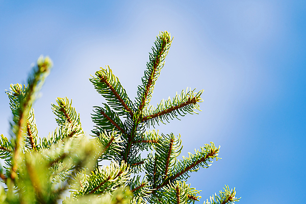 포토 JPG 해외이미지 나무 식물 공원 백그라운드 크리스마스 겨울 자연 하늘 휴가 새로움 새해 사람없음 야외 장식 초록색 파란색 크리스마스트리 축제 나뭇가지 축하 소나무 소프트포커스 숲 12월 연도 솔방울 해피뉴이어 상록수 전나무 내추럴 삼나무 크리스마스이브 가문비나무 해외포토 계절 공공시설 기념일 컬러 컨셉 촬영기법 새해인사 날짜 생태계 파일형식 이미지허브
