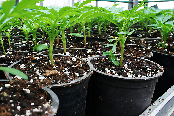 포토 JPG 해외이미지 식물 꽃 문화 잎 농업 실내 사람없음 내부 초록색 농장 원예 상업 온실 해외포토 산업 컬러 취미 파일형식 이미지허브