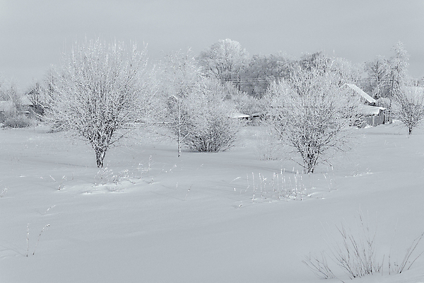 포토 JPG 해외이미지 나무 식물 구름 계절 공원 여행 백그라운드 크리스마스 겨울 밭 자연 하늘 지붕 날씨 산 주택 흑백 풍경 초원 사람없음 야외 목재 빛 울타리 햇빛 태양 뷰티 마을 환경 맑음 냉동 검은색 추위 흰색 시골 기둥 숲 오두막 언덕 서리 장면 교외 제설기 수평선 해외포토 자연요소 공공시설 기념일 건축 컬러 농업 재료 촬영기법 건물 담장 생태계 제설 파일형식 이미지허브