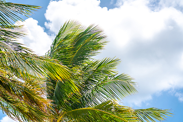 포토 JPG 해외이미지 주간 구름 하늘 사람없음 야외 여름 맑음 여름풍경 야자수잎 해외포토 자연요소 계절 잎 날씨 풍경 파일형식 여름_계절 이미지허브