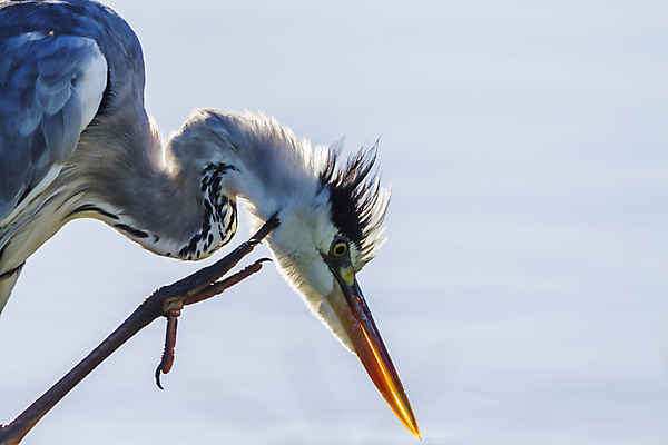 포토 JPG 해외이미지 동물 유럽 야생동물 아프리카 자연 조류 국립공원 사람없음 가로 머리 회색 보호 왜가리 사파리 물새 몸단장 고립 남아프리카 보츠와나 보호구역 양발 해외포토 공원 나라 컬러 컨셉 신체부위 생태계 구역 파일형식 이미지허브