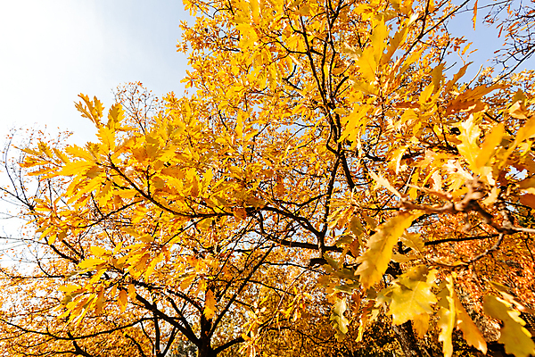 포토 JPG 해외이미지 나무 계절 공원 백그라운드 단풍 잎 오렌지 자연 하늘 추상 사람없음 야외 목재 컬러풀 태양 뷰티 갈색 노란색 환경 성장 나뭇가지 최고 황금 정상 숲 내추럴 해외포토 자연요소 식물 공공시설 컬러 무늬 과일 재료 생태계 파일형식 이미지허브
