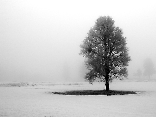 포토 JPG 해외이미지 나무 계절 여행 백그라운드 겨울 밭 자연 하늘 날씨 사람없음 야외 빛 햇빛 태양 일출 얼음 추위 안개 흰색 나뭇가지 시골 신선 황무지 12월 땅 서리 장면 마법 1월 내추럴 강렬 뿌연 눈내림 해외포토 자연요소 식물 컬러 농업 눈_날씨 노을 날짜 생태계 파일형식 이미지허브