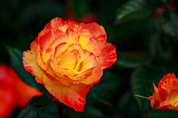 포토 JPG 해외이미지 꽃 산업 농업 자연 사람없음 야외 가로 컬러풀 한개 장미 봄 닫기 원예 카피스페이스 해외포토 식물 1 계절 컬러 모션 취미 공백 생태계 파일형식 이미지허브