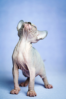 포토 JPG 해외이미지 스튜디오촬영 전신 동물 한마리 여자 백그라운드 캐나다 장난 포유류 놀이 수염 서기 사람없음 파란색 머리 고양이 가축 회색 표현 아기 작음 피부 귀 목 스핑크스 몸단장 기르기 유래 해외포토 1 컬러 북아메리카 모션 실내 이집트 사람 신체부위 반려동물 크기 돌봄 파일형식 이미지허브