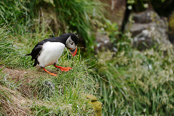 포토 JPG 해외이미지 주간 한마리 조류 사람없음 야외 퍼핀 해외포토 자연요소 동물 1 파일형식 이미지허브