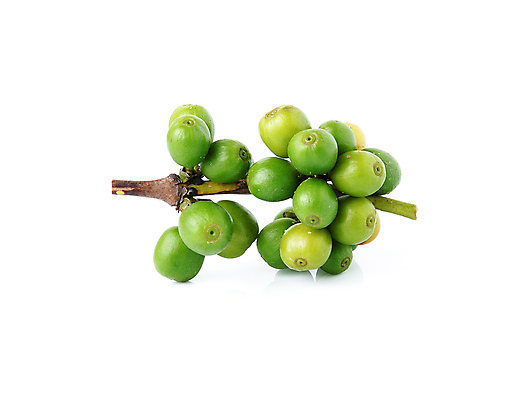 포토 JPG 해외이미지 식물 열매 산업 커피 음료 음식 백그라운드 잎 농업 과일 자연 콩 씨앗 사람없음 빨간색 농장 갈색 검은색 어둠 에너지 수확 흰색 신선 닫기 맛 흥분 유기농 질감 날것 에스프레소 내추럴 밭일 숙성 오리지널 카페인 맛있는 해외포토 웰빙 감정 컬러 컨셉 모션 곡류 생태계 파일형식 이미지허브