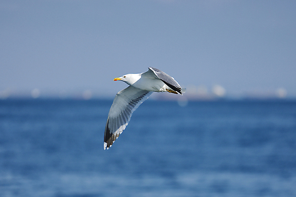 포토 JPG 해외이미지 동물 응시 야생동물 바다 백그라운드 컨셉 자연 갈매기 조류 하늘 사람없음 물 파란색 태양 우주 검은색 펼침 자유 흰색 내추럴 고립 해외포토 자연요소 시선 컬러 모션 생태계 파일형식 이미지허브