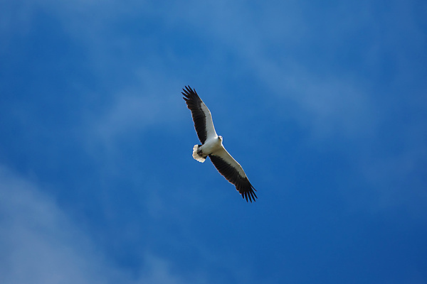 포토 JPG 해외이미지 동물 야생동물 바다 날개 자연 조류 사람없음 야외 파란색 펼침 흰색 비행 닫기 먹이 깃털 흰배경 사냥 부리 독수리 육식동물 비전 고립 동물상 해외포토 컬러 백그라운드 모션 조형물 생태계 파일형식 이미지허브