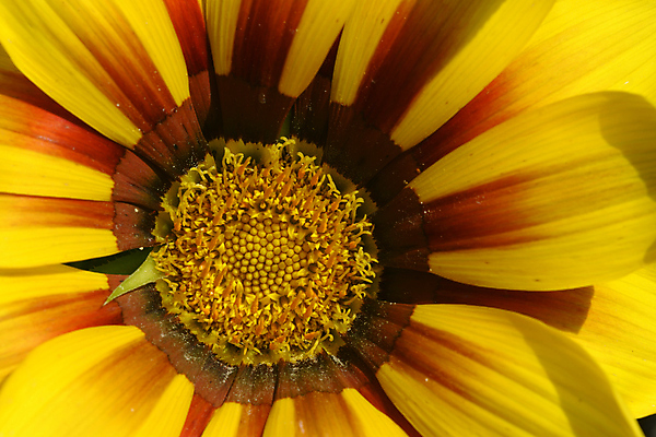 포토 JPG 해외이미지 꽃잎 꽃 아프리카 자연 휴식 사람없음 컬러풀 묘사 명상 꽃가루 보물 남쪽 해외포토 식물 나라 컬러 컨셉 가루 방향 생태계 파일형식 이미지허브
