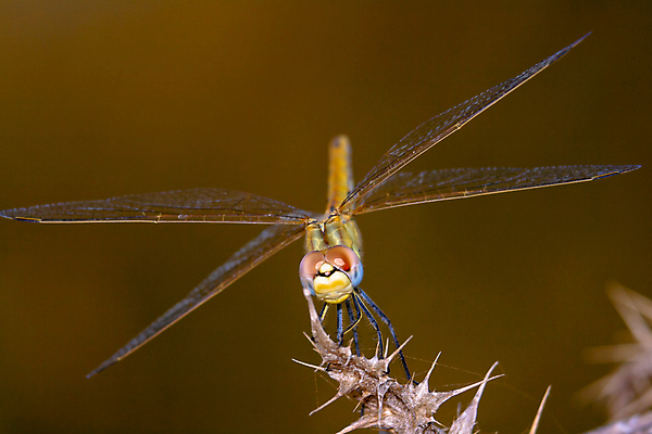 포토 JPG 해외이미지 동물 야생동물 곤충 백그라운드 절지류 날개 자연 사람없음 야외 뷰티 투명 벌레 잠자리 날씬함 싱글 해외포토 몸매 생태계 파일형식 이미지허브