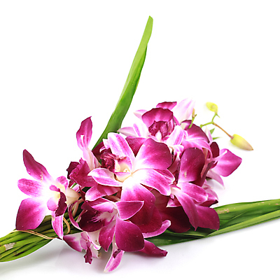 포토 JPG 해외이미지 식물 꽃잎 꽃 줄기 분홍색 백그라운드 자연 사람없음 초록색 뷰티 정원 스파 봄 벚꽃 흰색 점 난초 우아함 싱글 호접란 고립 해외포토 계절 컬러 컨셉 생태계 파일형식 이미지허브