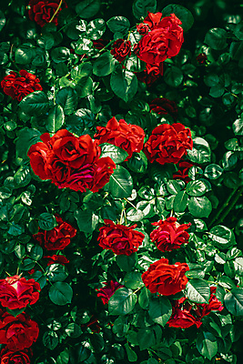 포토 JPG 해외이미지 꽃 잎 자연 사람없음 야외 빨간색 초록색 장미 해외포토 식물 컬러 생태계 파일형식 이미지허브