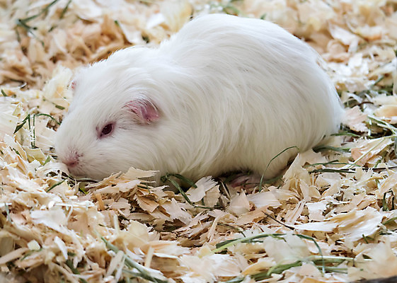포토 JPG 해외이미지 동물 음식 백그라운드 포유류 자연 털 사람없음 반려동물 갈색 흰색 돼지 닫기 달콤 설치류 작음 코 고립 해외포토 컬러 모션 신체부위 맛 크기 생태계 파일형식 이미지허브