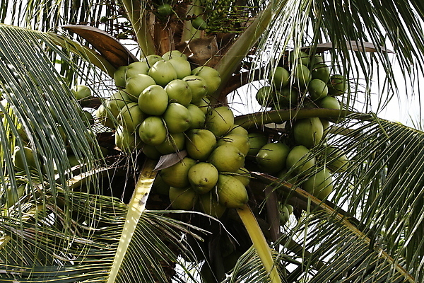 포토 JPG 해외이미지 음식 백그라운드 농업 자연 손바닥 풍경 사람없음 농장 정원 수확 시골 신선 숲 코코넛 내추럴 열대기후 해외포토 손 산업 과일 생태계 파일형식 이미지허브