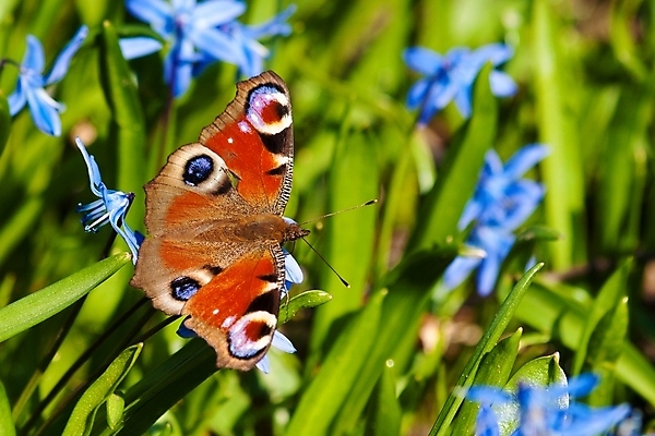 포토 JPG 해외이미지 꽃 야생동물 나비 곤충 날개 오렌지 자연 사람없음 초록색 파란색 봄 해외포토 식물 동물 계절 컬러 과일 생태계 파일형식 이미지허브