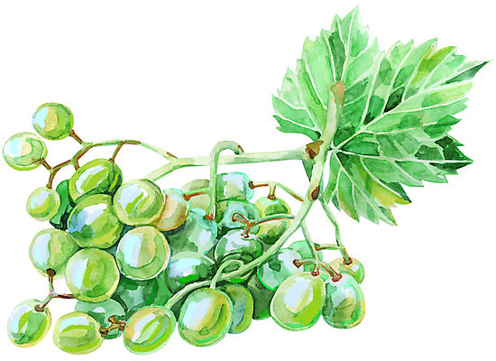 포토 JPG 해외이미지 식물 손 계절 음식 잎 농업 과일 일러스트 재료 자연 포도 수채화 건강 미술 사람없음 야외 그래픽 초록색 여름 농작물 노란색 와인 정원 프랑스 수확 성장 가을 흰색 나뭇가지 신선 달콤 다발 먹기 만족 그림 유기농 포도나무 분무기 비타민 내추럴 고립 숙성 채식주의자 해외일러스트 나무 웰빙 감정 유럽 산업 컬러 모션 문화예술 주류 신체부위 맛 과일나무 생태계 채식 영양소 파일형식 이미지허브