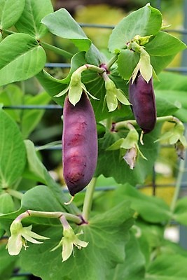 포토 JPG 해외이미지 식물 음식 잎 채소 자연 건강 사람없음 야외 초록색 빛 정원 맑음 보라색 성장 닫기 유기농 원예 완두콩 숙성 특별함 해외포토 웰빙 컬러 컨셉 모션 날씨 콩 취미 생태계 파일형식 이미지허브