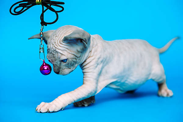 포토 JPG 해외이미지 스튜디오촬영 전신 동물 한마리 여자 백그라운드 캐나다 장난 포유류 놀이 수염 서기 사람없음 파란색 장난감 머리 귀여움 고양이 가축 회색 표현 아기 작음 피부 꼬리 귀 목 스핑크스 기르기 유래 해외포토 1 컬러 컨셉 북아메리카 모션 실내 이집트 사람 신체부위 반려동물 크기 돌봄 파일형식 이미지허브