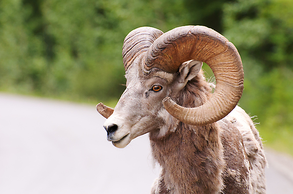 포토 JPG 해외이미지 동물 응시 공원 야생동물 캐나다 포유류 자연 털 뿔 사람없음 야외 옆모습 머리 양 변화 큼 피부 헛간 양모 고립 램 밴프 앨버타 양털 전국 해외포토 시선 공공시설 뷰포인트 컨셉 북아메리카 신체부위 직물 크기 생태계 저장고 파일형식 이미지허브