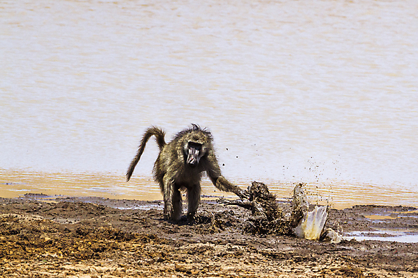 포토 JPG 해외이미지 동물 야생동물 포즈 2 포유류 모션 아프리카 자연 국립공원 사람없음 가로 분노 원숭이 보호 위험 공격 사파리 싸움 남아프리카 보호구역 해외포토 공원 감정 나라 컨셉 생태계 구역 파일형식 이미지허브