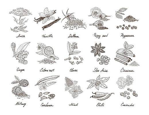 EPS 해외이미지 식물 디자인 잎 일러스트 재료 사람없음 스케치 민트 허브 향신료 오브젝트 후추 생강 바닐라 사프란 시나몬 칠리 칠리고추 해외일러스트 채소 고추 미술 향미료 파일형식 벡터 이미지허브