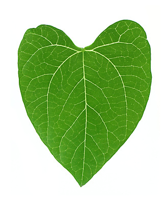 포토 JPG 해외이미지 식물 계절 어린이 음식 줄기 컨셉 잎 농업 채소 자연 새로움 콩 씨앗 사람없음 초록색 농장 정원 봄 활발 성장 흰색 아기 신선 작음 땅 허브 오브젝트 시작 싱글 유기농 원예 완두콩 개발 고립 모종 세련 해외포토 웰빙 산업 컬러 곡류 사람 취미 크기 생태계 파일형식 이미지허브