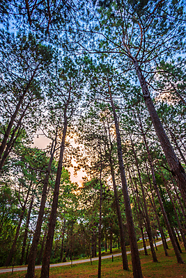 포토 JPG 해외이미지 나무 식물 계절 공원 여행 백그라운드 잎 자연 하늘 아침 바닥 사랑 사람없음 야외 목재 초록색 파란색 빛 햇빛 태양 뷰티 환경 일몰 봄 안개 성장 소나무 황무지 숲 신비 언덕 장면 지역 상록수 내추럴 삼림지대 전국 해외포토 주간 자연요소 공공시설 감정 컬러 컨셉 재료 날씨 노을 생태계 파일형식 이미지허브