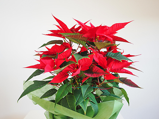 포토 JPG 해외이미지 크리스마스 사람없음 흰배경 포인세티아 해외포토 기념일 꽃 백그라운드 흰색 파일형식 이미지허브