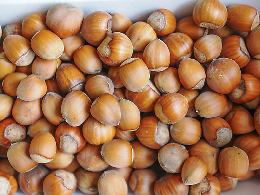 포토 JPG 해외이미지 실내 사람없음 견과류 가득함 헤이즐넛 많음 해외포토 컨셉 내부 파일형식 이미지허브