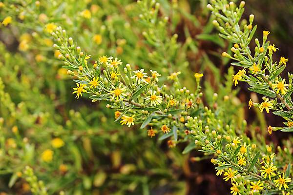 포토 JPG 해외이미지 나무 식물 디자인 계절 공원 꽃잎 꽃 벽 백그라운드 잎 꽃무늬 패턴 자연 추상 사람없음 야외 초록색 컬러풀 뷰티 환경 봄 흰색 시골 신선 닫기 다발 지중해 그리스 묘사 질감 조경 쇼 내추럴 정중 해외포토 공공시설 유럽 바다 컬러 컨셉 무늬 모션 생태계 파일형식 이미지허브
