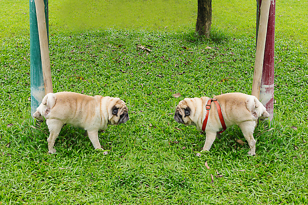포토 JPG 해외이미지 동물 공원 남자 꽃 행복 백그라운드 포유류 자연 털 건강 서기 사람없음 야외 가로 초록색 반려동물 갈색 정원 흰색 도시 개 작음 꼬리 영토 슛 송곳니 밀라노 섬광 혼자 해외포토 식물 공공시설 감정 컬러 모션 사람 이탈리아 치아 크기 생태계 파일형식 이미지허브