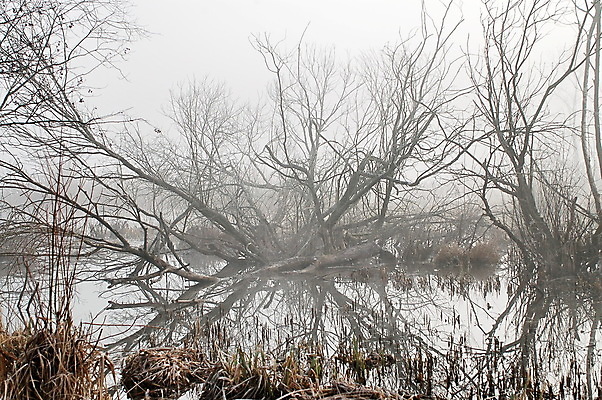 포토 JPG 해외이미지 나무 실루엣 호수 오렌지 자연 하늘 낚시 휴식 그림자 사람없음 물 빛 반사 갈색 평화 일출 침묵 고요 일몰 봄 새벽 안개 고독 유혹 명상 뿌연 해외포토 자연요소 식물 계절 감정 컬러 컨셉 과일 레저 날씨 촬영기법 노을 소리 생태계 파일형식 이미지허브