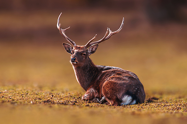 포토 JPG 해외이미지 주간 한마리 응시 야생동물 사슴 뿔 사람없음 야외 아웃포커스 해외포토 자연요소 동물 1 시선 포유류 촬영기법 파일형식 이미지허브
