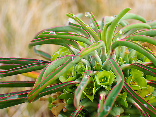 포토 JPG 해외이미지 식물 계절 꽃잎 꽃 백그라운드 잎 오렌지 자연 날씨 사람없음 가로 빨간색 초록색 물 여름 뷰티 노란색 환경 사진촬영 봄 활발 젖음 성장 벚꽃 물방울 신선 수분 빗방울 내추럴 꽃수술 남아프리카 특별함 해외포토 자연요소 컬러 컨셉 과일 아프리카 촬영 비_날씨 생태계 파일형식 이미지허브