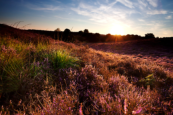 포토 JPG 해외이미지 식물 계절 꽃 분홍색 여행 자연 하늘 풍경 사람없음 야외 햇빛 태양 맑음 보라색 일몰 벚꽃 시골 개화 제비꽃 언덕 네덜란드 해외포토 자연요소 유럽 컬러 날씨 노을 생태계 파일형식 이미지허브