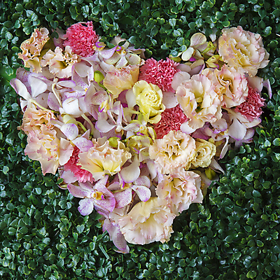 포토 JPG 해외이미지 식물 템플릿 계절 꽃잎 꽃 분홍색 백그라운드 꽃무늬 패턴 오렌지 자연 벽지 해바라기 사람없음 장식 빨간색 여름 햇빛 뷰티 장미 노란색 머리 정원 보라색 봄 활발 벚꽃 인사 신선 그룹 다발 오브젝트 질감 데이지 향기 거베라 흙더미 멀티 작약 캐모마일 효과 해외포토 컬러 컨셉 무늬 과일 신체부위 태양 흙 예절 허브 생태계 냄새 파일형식 더미 이미지허브