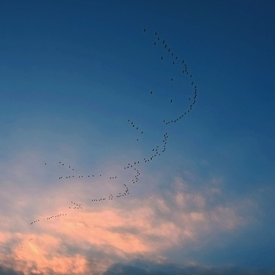 포토 JPG 해외이미지 식물 동물 실루엣 산업 야생동물 바다 백그라운드 패턴 모션 자연 벽지 조류 하늘 날씨 사람없음 파란색 빛 태양 뷰티 검은색 새벽 흰색 그룹 깃털 질감 사냥 거위 제비 내추럴 넘어짐 해외포토 자연요소 컬러 무늬 촬영기법 생태계 파일형식 이미지허브