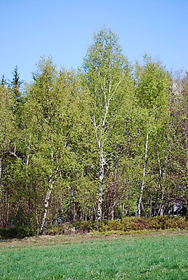 포토 JPG 해외이미지 나무 계절 유럽 여행 밭 자연 하늘 풍경 초원 사람없음 여름 시골 숲 6월 체코 8월 7월 내추럴 해외포토 식물 나라 농업 날짜 생태계 파일형식 이미지허브