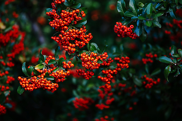 포토 JPG 해외이미지 나무 식물 계절 열매 백그라운드 잎 겨울 과일 자연 사람없음 야외 장식 빨간색 초록색 환경 정원 성장 나뭇가지 다발 관목 묘사 질감 내추럴 숙성 해외포토 컬러 생태계 파일형식 이미지허브