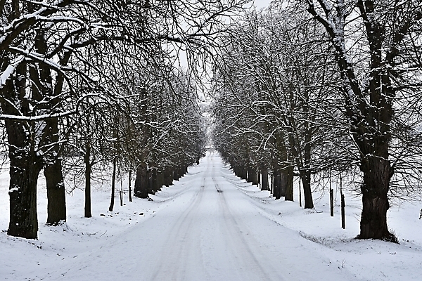 포토 JPG 해외이미지 나무 길 겨울 자연 사람없음 야외 눈 가로수 해외포토 자연요소 식물 계절 날씨 생태계 파일형식 이미지허브