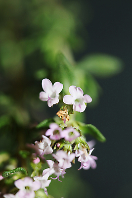 포토 JPG 해외이미지 식물 꽃 채소 재료 자연 건강 요리 사람없음 주방 봄 들꽃 성장 벚꽃 나뭇가지 신선 양념 조미료 개화 맛 약초 다발 허브 향신료 유기농 원예 생물학 아로마 향 내추럴 백리향 식용 입가심 채식주의자 비건 해외포토 나무 웰빙 계절 교육 컨셉 취미 풀_식물 생태계 채식 향미료 파일형식 이미지허브
