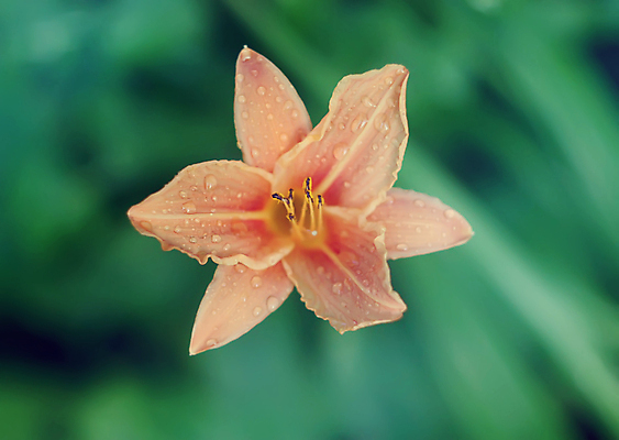 포토 JPG 해외이미지 식물 꽃잎 꽃 음식 줄기 백그라운드 컨셉 잎 꽃무늬 패턴 오렌지 자연 생물 아이디어 사람없음 빨간색 초록색 여름 뷰티 노란색 머리 봄 꽃술 시간 호랑이 백합 자르기 오브젝트 싱글 리빙 영원 이국적 부족함 해외포토 계절 컬러 무늬 과일 포유류 모션 신체부위 생태계 파일형식 이미지허브