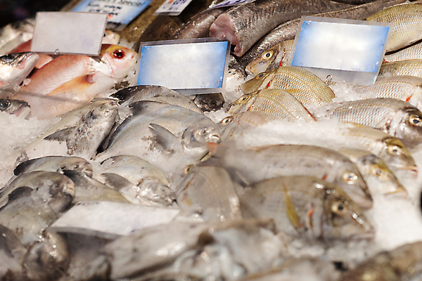 포토 JPG 해외이미지 동물 음식 바다 다이어트 낚시 건강 육류 어류 요리 사람없음 얼음 식사 죽음 신선 잡기 시장 그릴 바비큐 해산물 오징어 날것 고등어 맛있는 해외포토 자연요소 식재료 모션 주방용품 레저 연체동물 수중동물 파일형식 이미지허브