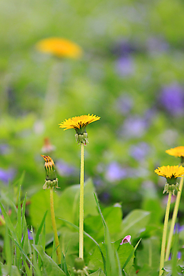 포토 JPG 해외이미지 주간 자연 사람없음 야외 아웃포커스 민들레 해외포토 자연요소 꽃 촬영기법 생태계 파일형식 이미지허브