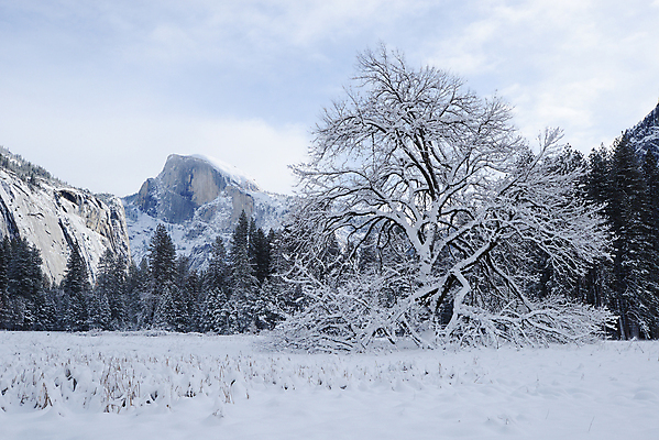 포토 JPG 해외이미지 나무 공원 겨울 자연 산 사람없음 야외 환경 계곡 검은색 미국 흰색 소나무 숲 캘리포니아 요세미티국립공원 전국 해외포토 식물 계절 공공시설 컬러 북아메리카 국립공원 생태계 파일형식 이미지허브