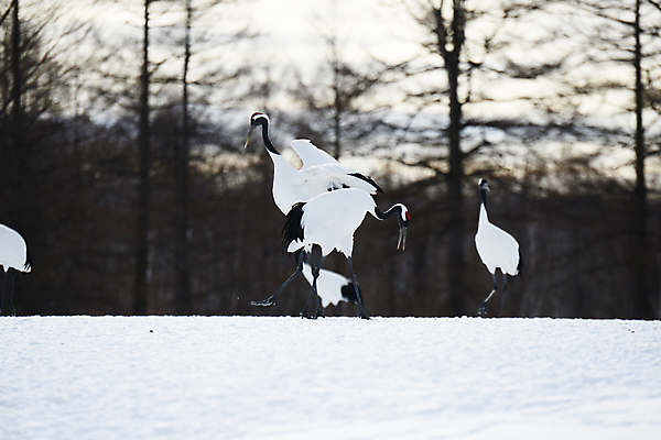 포토 JPG 해외이미지 동물 커플 계절 아시아 야생동물 겨울 자연 조류 왕관 사랑 사람없음 빨간색 일본 검은색 추위 흰색 춤 보호 기중기 홋카이도 해외포토 감정 나라 컬러 컨셉 관계 문화예술 중장비 생태계 파일형식 이미지허브